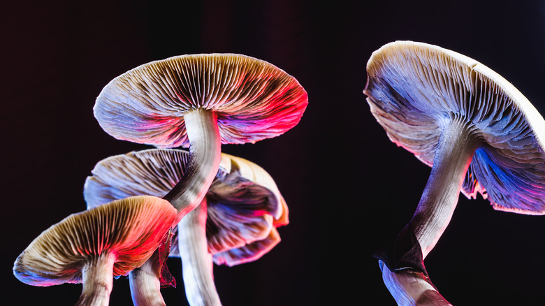psilocybe cubensis mushrooms black background