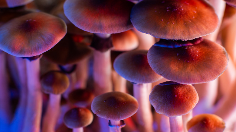 psilocybin mushrooms bunch