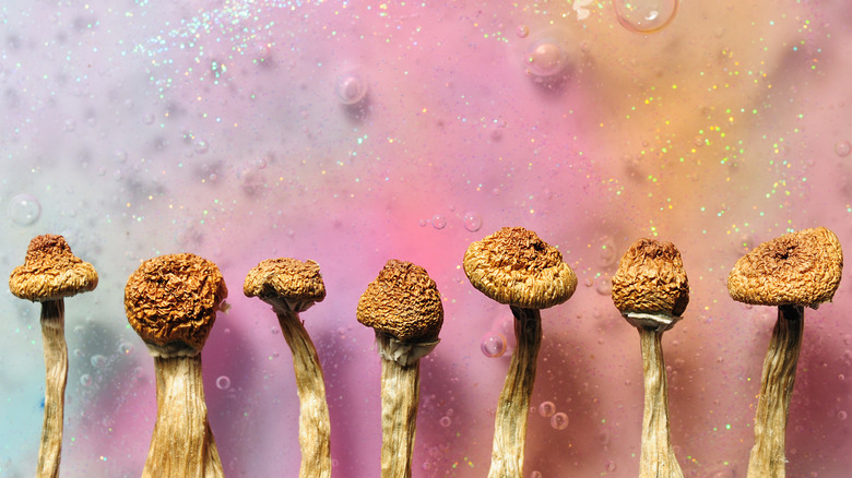 dried psilocybin mushrooms pink background
