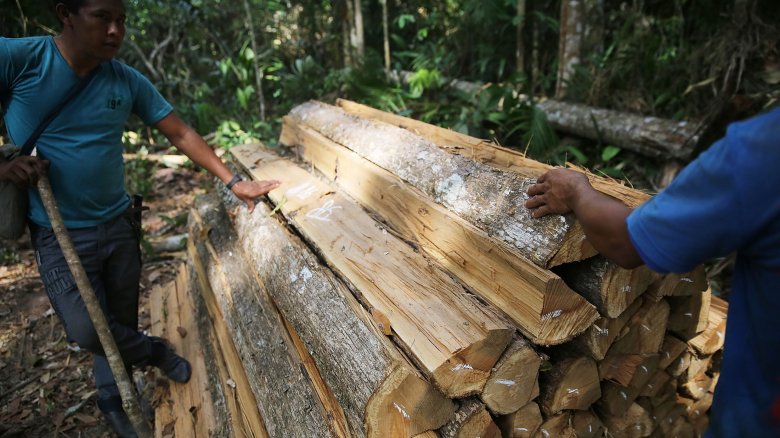 jungle logging operation