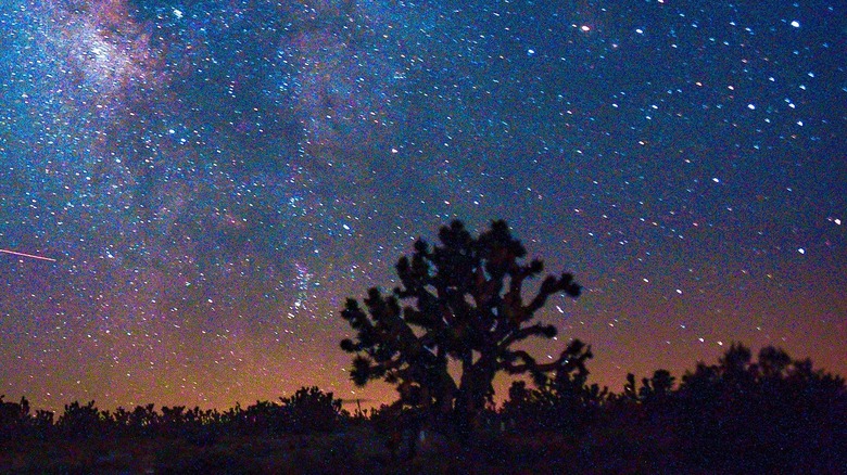 Milky Way and Joshua Trees Mojave National Preserve Kelso California