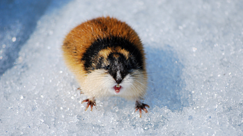 A lemming on ice