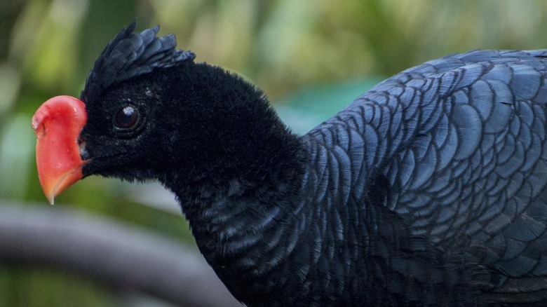 Close-up of an Alagoas curassow