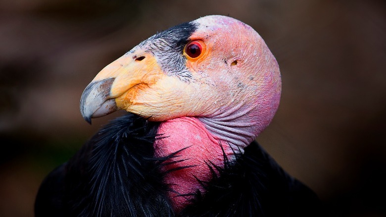 Close-up of California condor's head