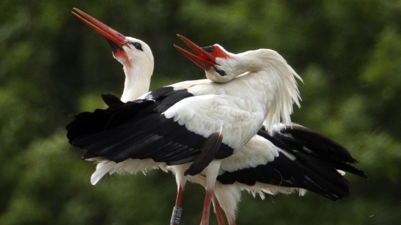 White storks performing a courtship display