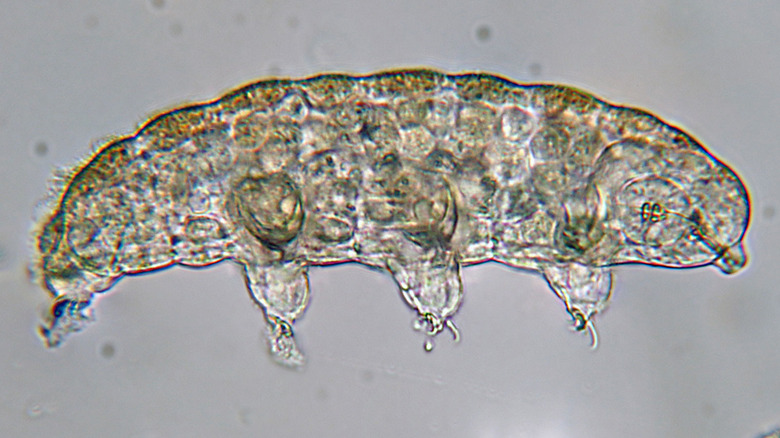 Microscope image of a tardigrade