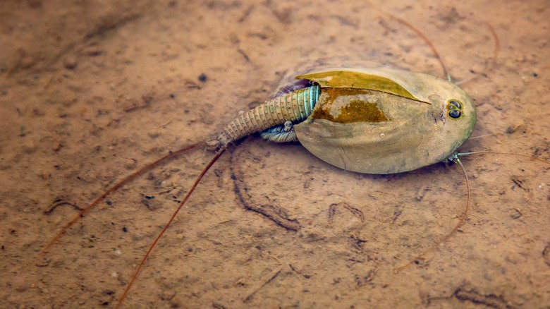Triops lying in shallow water