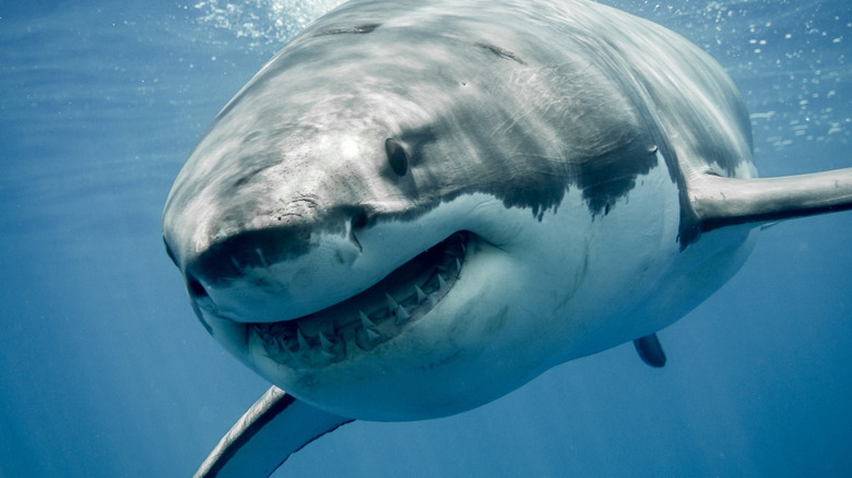 great white shark swims toward camera