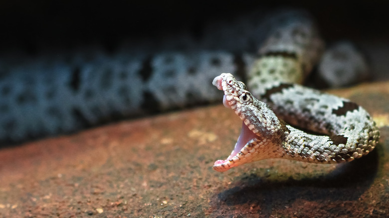 Rattlesnake poised to strike