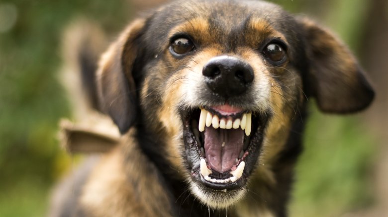 rabies dog attack