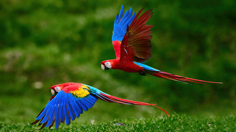 Two tropical birds flying