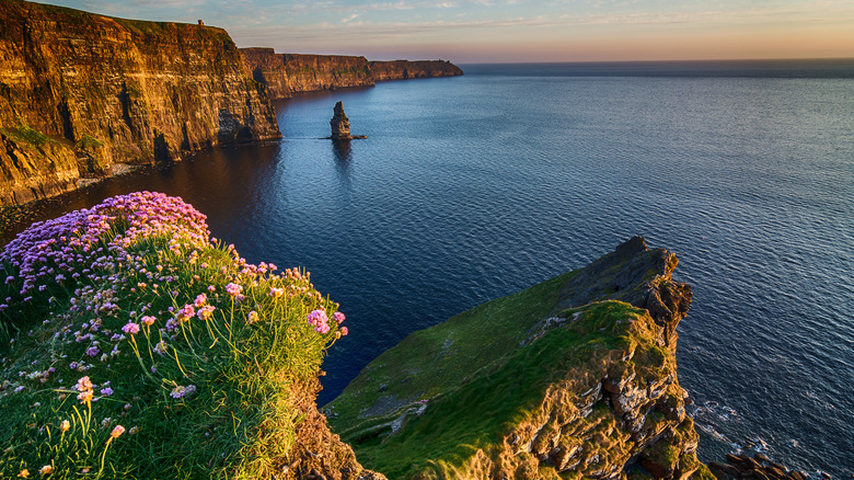 Cliffs of Moher sunlit flowers over sea