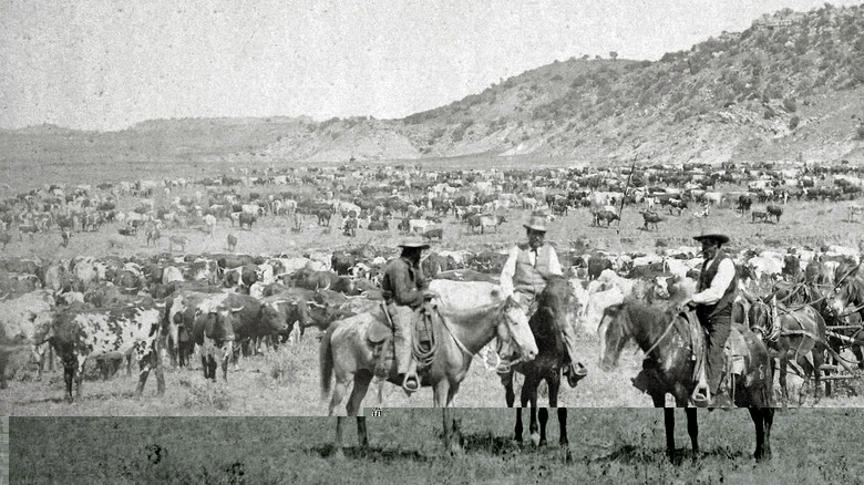 Cowboys herding cattle in 1885