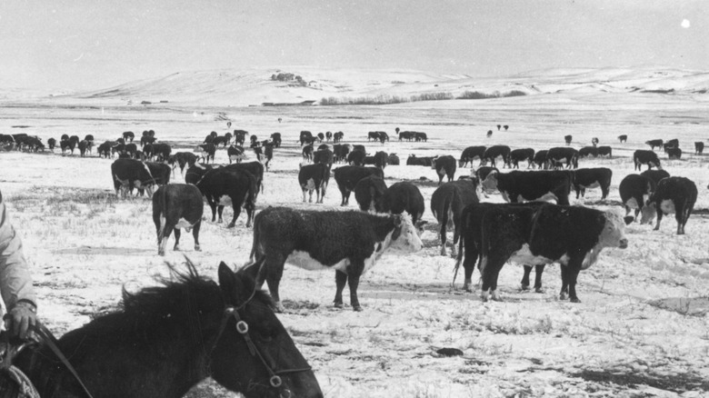 Herd of cattle in winter