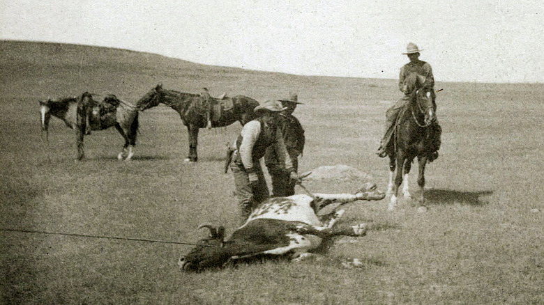 Cowboys rounding up cattle in 1885
