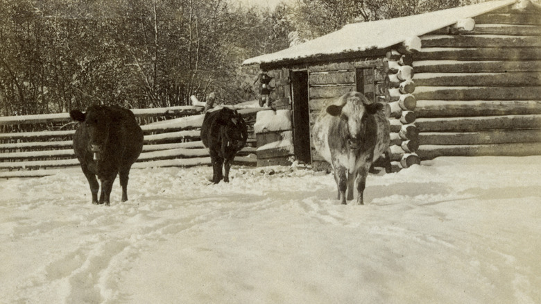 Cattle on a ranch in winter