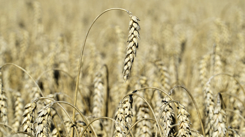 Grain in Ukraine