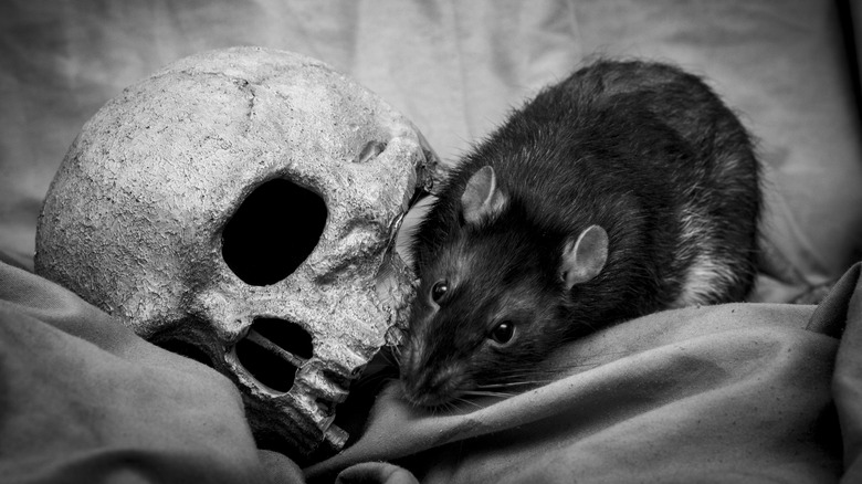 rat with a human skull