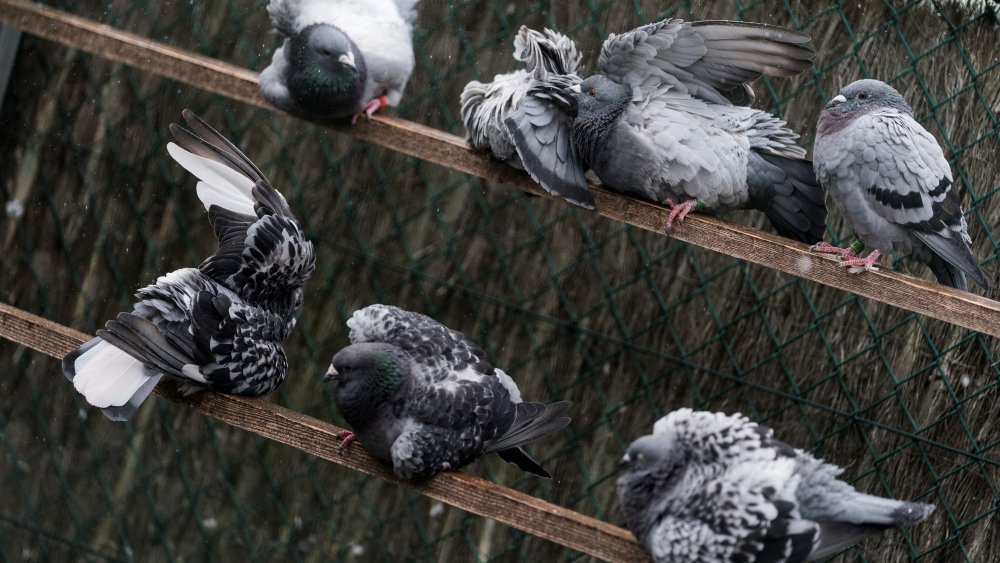 pigeons preening on two vertical bars