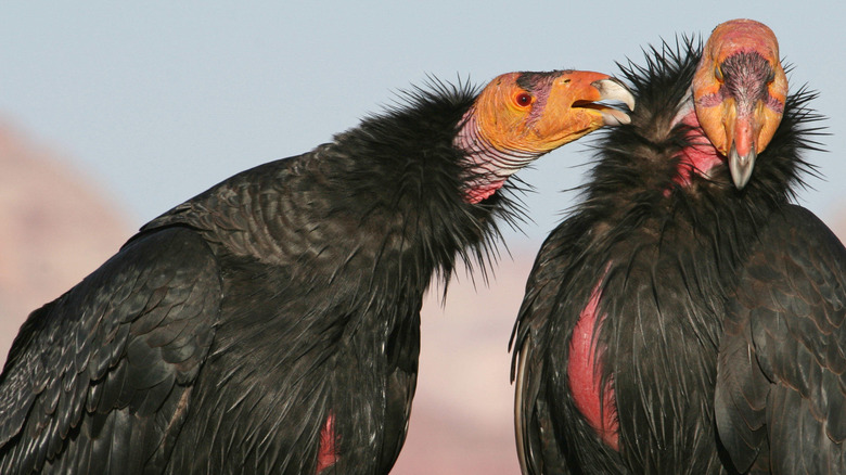 A pair of California condors