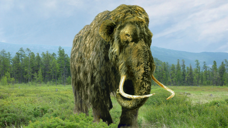 A mammoth in a meadow