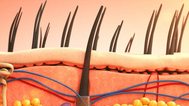 Rendering of human skin with hair follicles