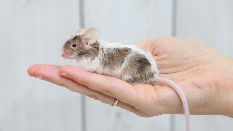 A small mouse in a human hand