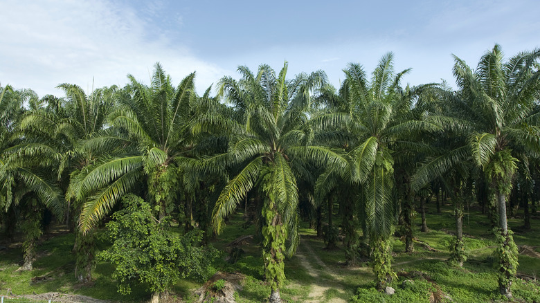 Palm tree plantation with blue sky in background