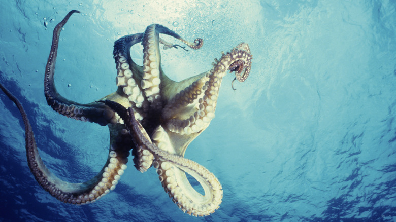 An octopus swimming in the sea