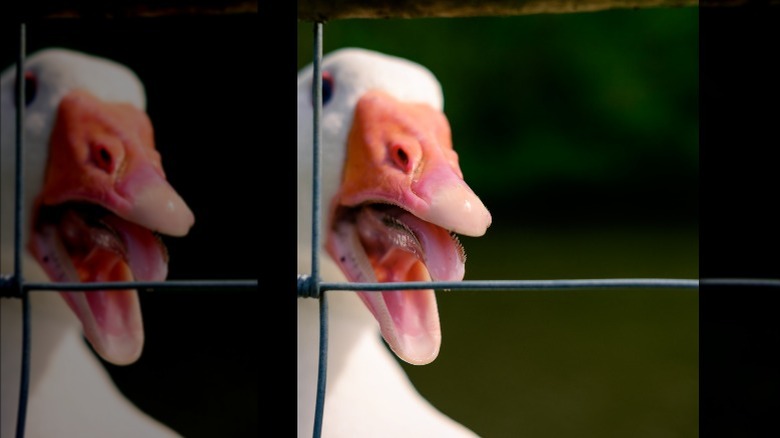 goose behind a fence