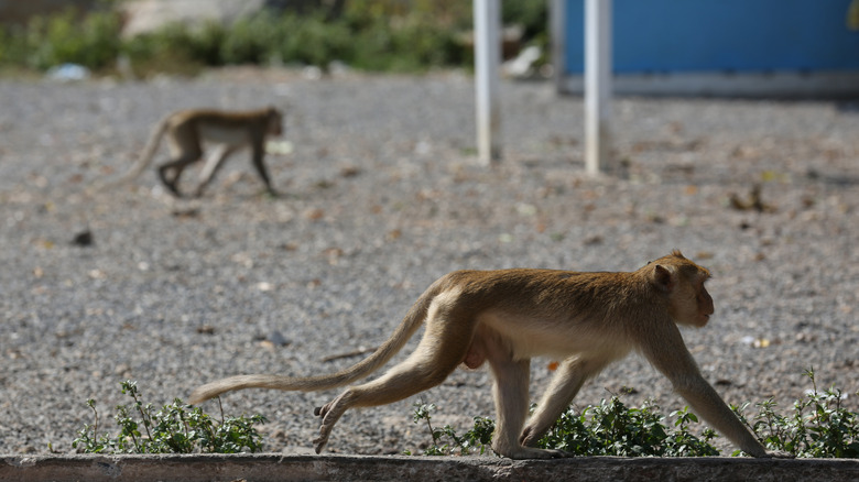 monkeys walking on street