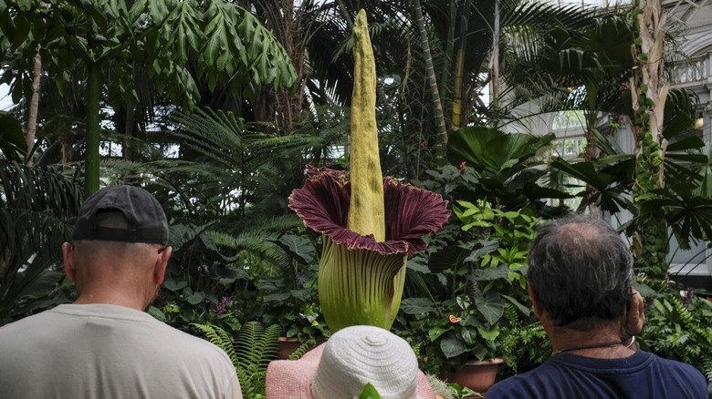 a corpse flower