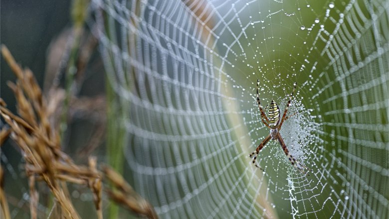 spider in spiderweb