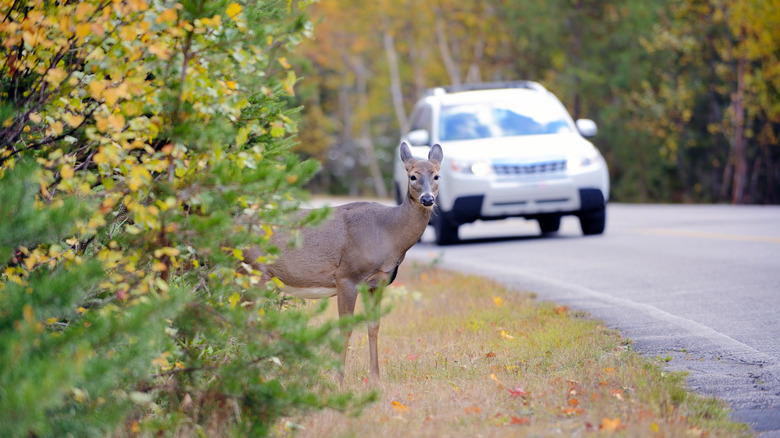 deer by side of the road