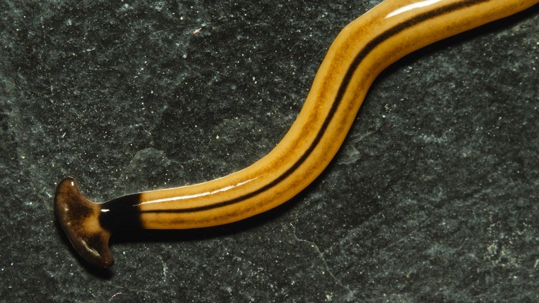 Orange and brown striped hammerhead worm on a black surface