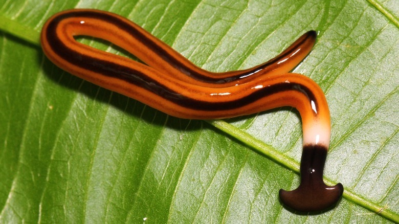 Orange and brown striped hammerhead worm on a leaf