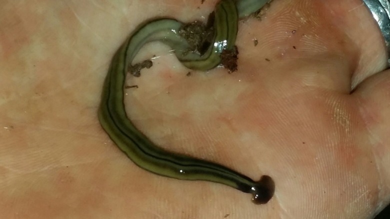 Close-up of a hammerhead worm in a hand