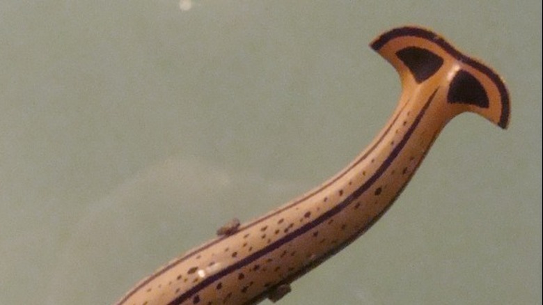 Close-up of hammerhead worm with dark eyespots