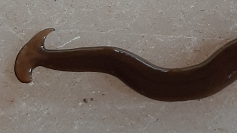 Close-up of brown hammerhead worm