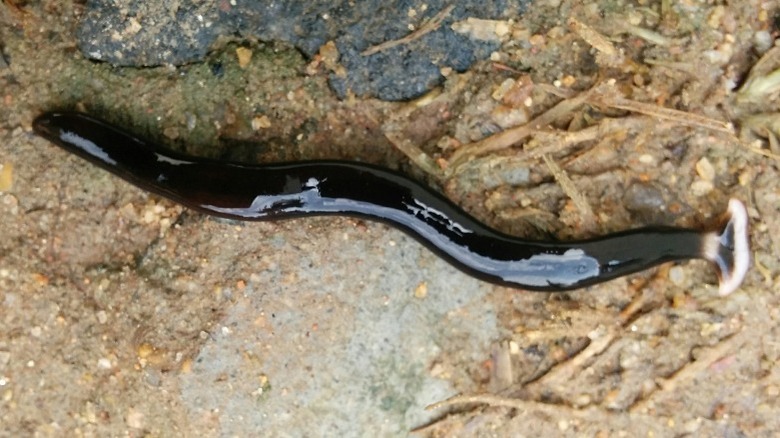 Black and white hammerhead worm crawling on ground