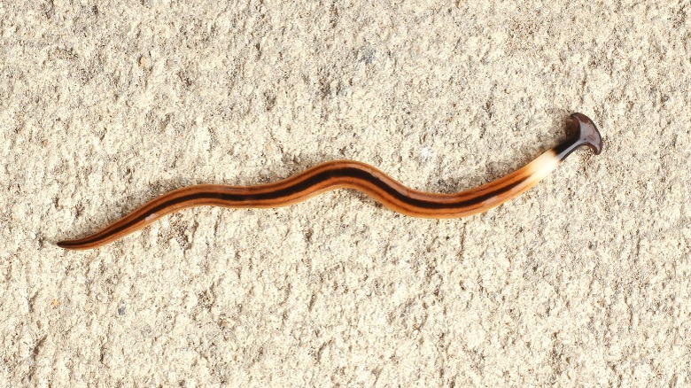 Orange and brown striped hammerhead worm on white surface