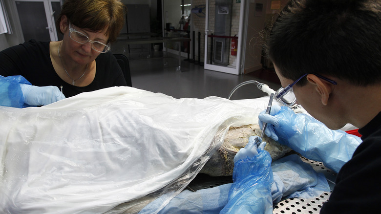 Workers preparing a plastic-draped body for plastination