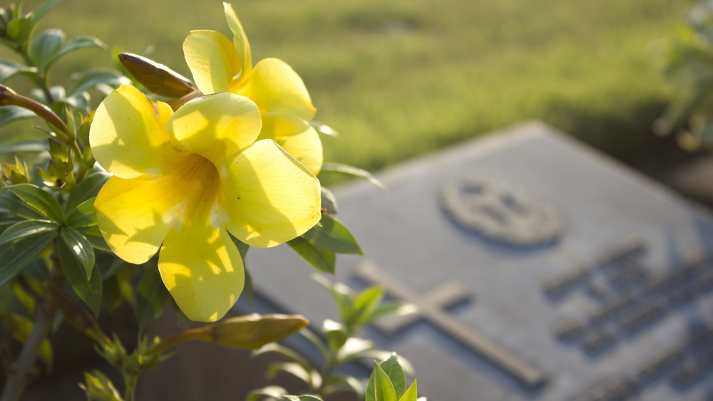 Yellow flower about a gravestone