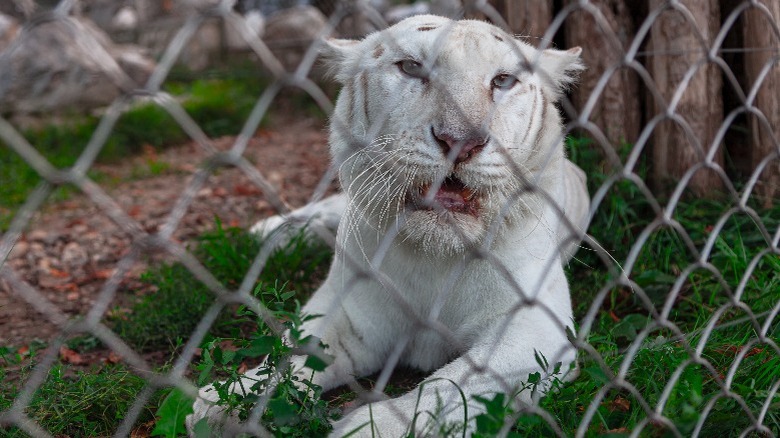 An angry looking white tiger laying behind a chainlink fence