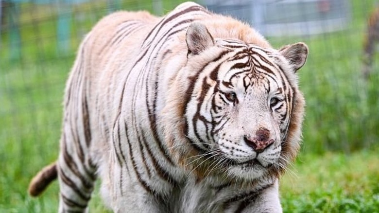 Close-up of a cross-eyed white tiger