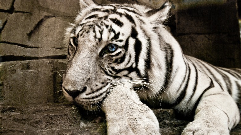 Close-up of a white tiger resting and looking worried