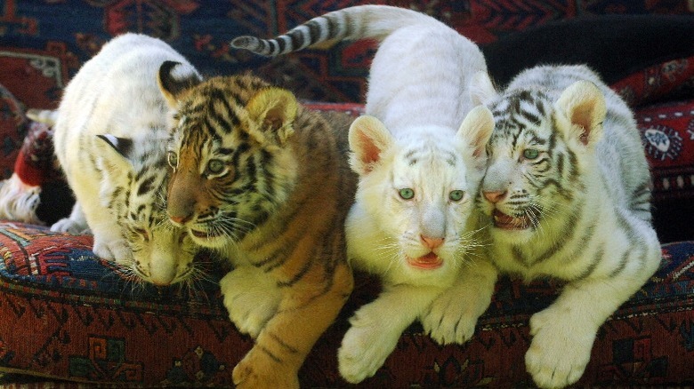 Four tiger cubs, 3 white and 1 orange, on a couch