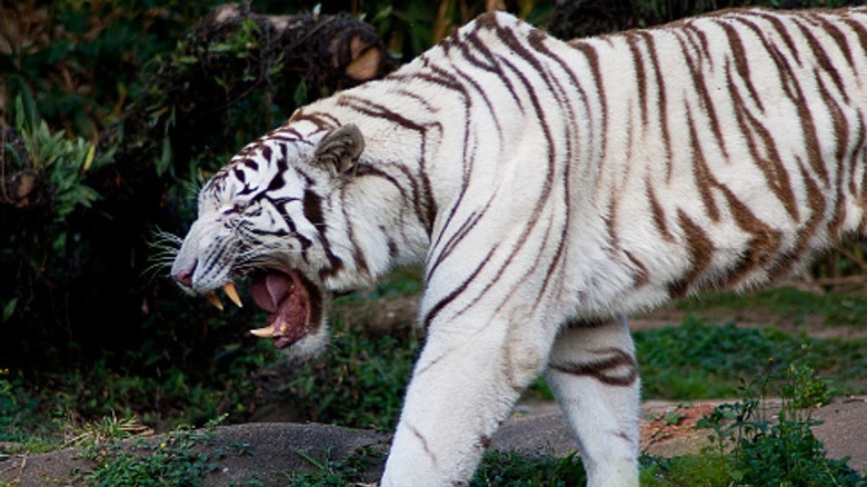 A side view of a white tiger snarling