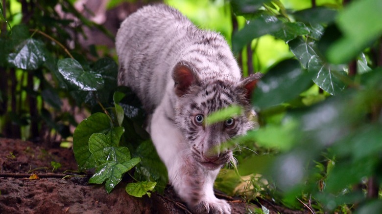 A white tiger cub looking fearful in damp foliage