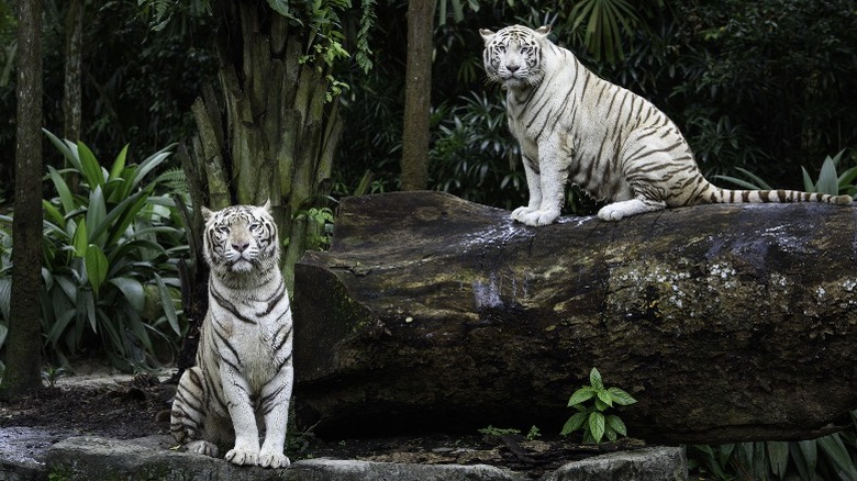 Two white tigers sitting in a planted enclosure